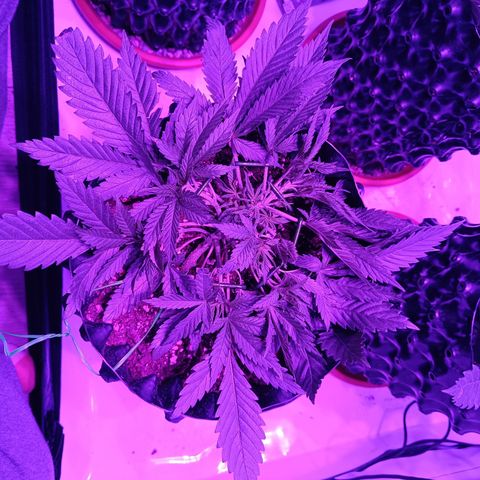 Tropicanna Poison FV by Gólaga growlog timeline photo
