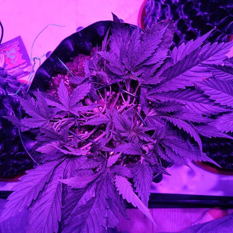 Tropicanna Poison FV by Gólaga growlog timeline photo