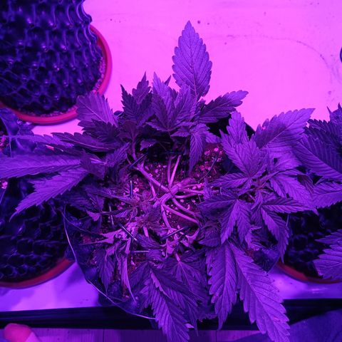 Tropicanna Poison FV by Gólaga growlog timeline photo