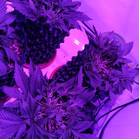 Tropicanna Poison FV by Gólaga growlog timeline photo