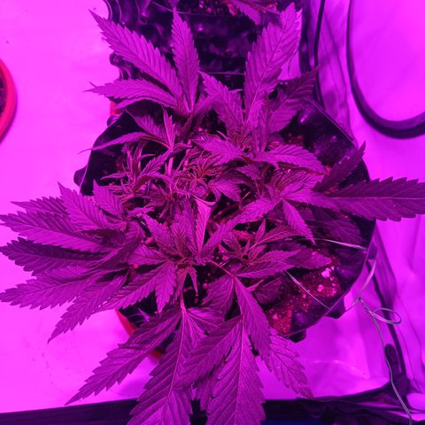 Tropicanna Poison FV by Gólaga growlog timeline photo