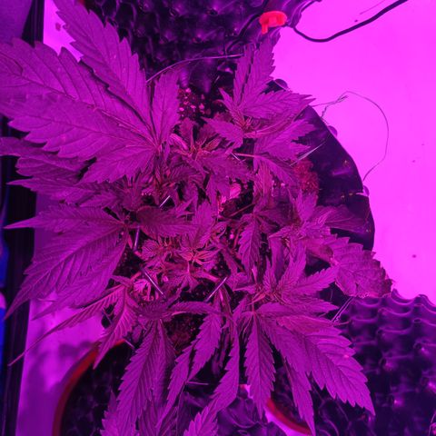 Tropicanna Poison FV by Gólaga growlog timeline photo