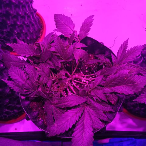 Tropicanna Poison FV by Gólaga growlog timeline photo