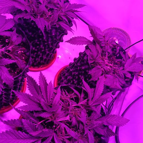 Tropicanna Poison FV by Gólaga growlog timeline photo