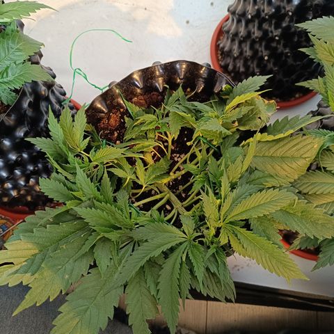 Tropicanna Poison FV by Gólaga growlog timeline photo