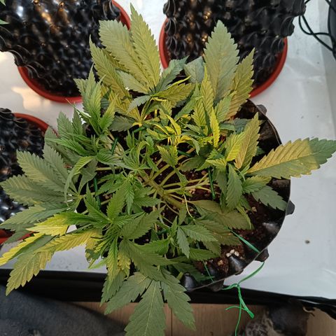 Tropicanna Poison FV by Gólaga growlog timeline photo