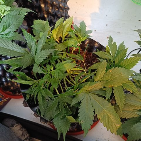 Tropicanna Poison FV by Gólaga growlog timeline photo