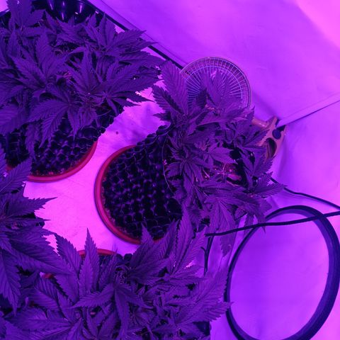 Tropicanna Poison FV by Gólaga growlog timeline photo
