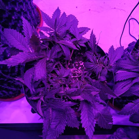 Tropicanna Poison FV by Gólaga growlog timeline photo