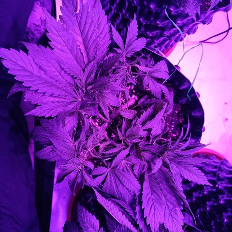 Tropicanna Poison FV by Gólaga growlog timeline photo
