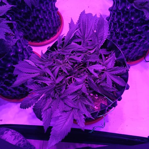 Tropicanna Poison FV by Gólaga growlog timeline photo