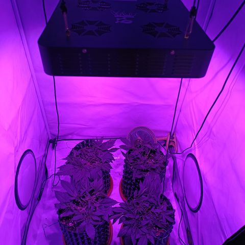 Tropicanna Poison FV by Gólaga growlog timeline photo