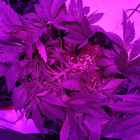 Tropicanna Poison FV by Gólaga growlog timeline photo