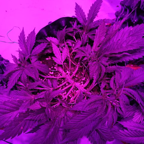 Tropicanna Poison FV by Gólaga growlog timeline photo
