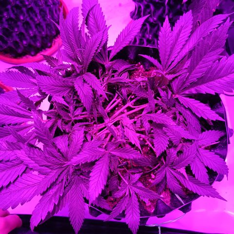 Tropicanna Poison FV by Gólaga growlog timeline photo
