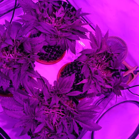 Tropicanna Poison FV by Gólaga growlog timeline photo
