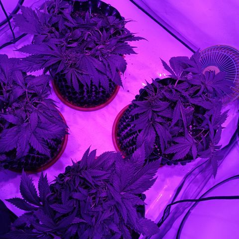 Tropicanna Poison FV by Gólaga growlog timeline photo