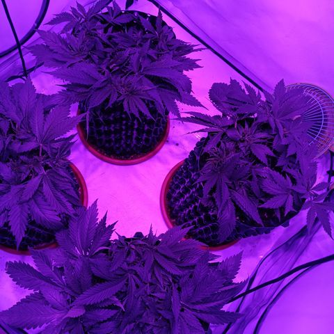 Tropicanna Poison FV by Gólaga growlog timeline photo