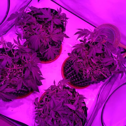 Tropicanna Poison FV by Gólaga growlog timeline photo