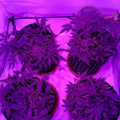 Tropicanna Poison FV by Gólaga growlog timeline photo