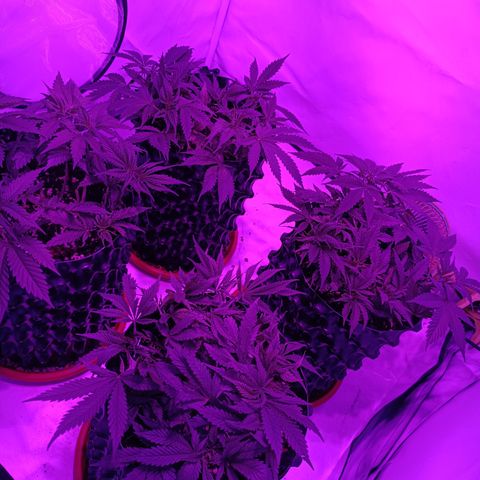 Tropicanna Poison FV by Gólaga growlog timeline photo