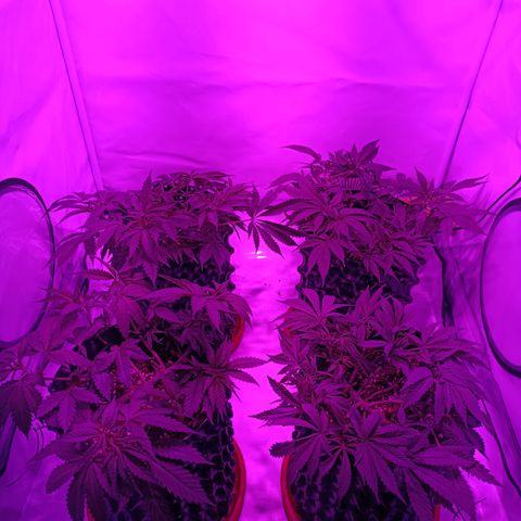 Tropicanna Poison FV by Gólaga growlog timeline photo
