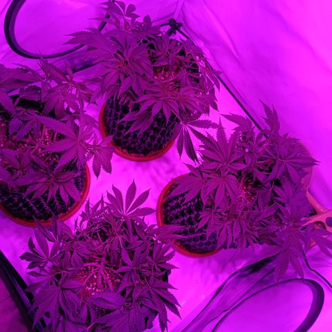 Tropicanna Poison FV by Gólaga growlog timeline photo