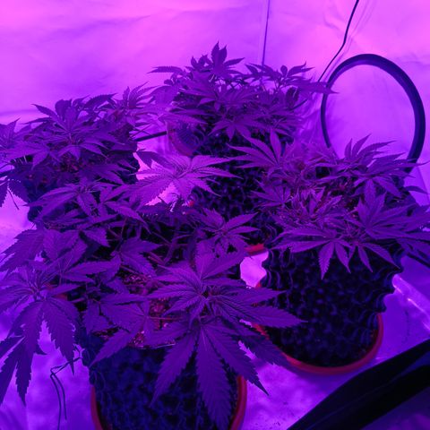 Tropicanna Poison FV by Gólaga growlog timeline photo