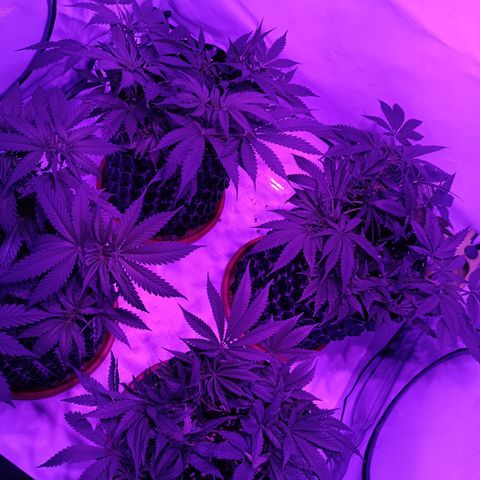 Tropicanna Poison FV by Gólaga growlog timeline photo