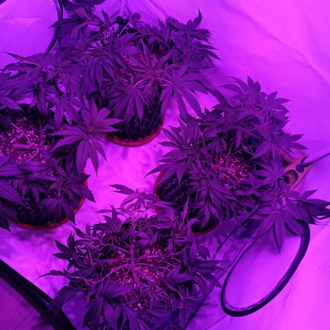 Tropicanna Poison FV by Gólaga growlog timeline photo