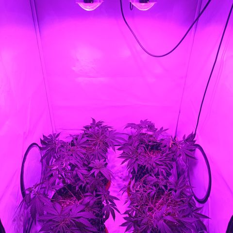 Tropicanna Poison FV by Gólaga growlog timeline photo