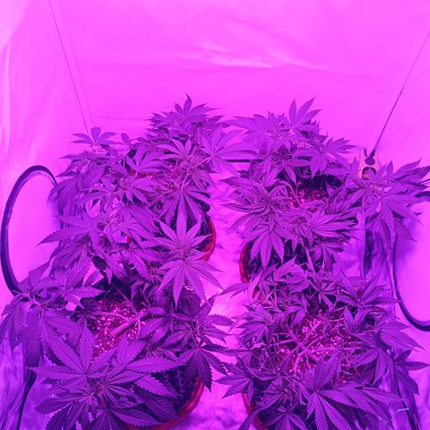 Tropicanna Poison FV by Gólaga growlog timeline photo