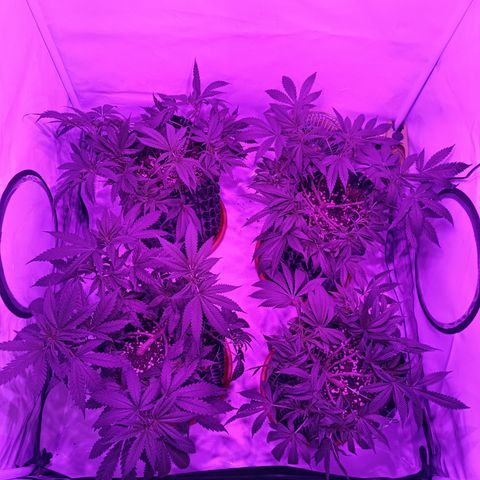 Tropicanna Poison FV by Gólaga growlog timeline photo