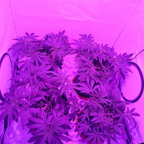 Tropicanna Poison FV by Gólaga growlog timeline photo