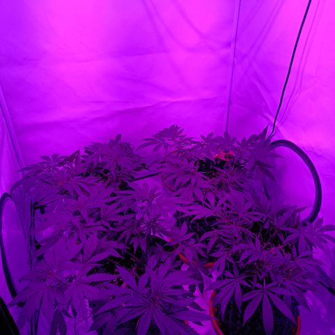 Tropicanna Poison FV by Gólaga growlog timeline photo