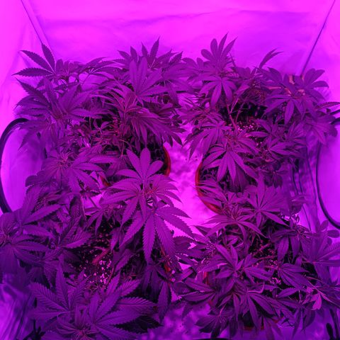 Tropicanna Poison FV by Gólaga growlog timeline photo