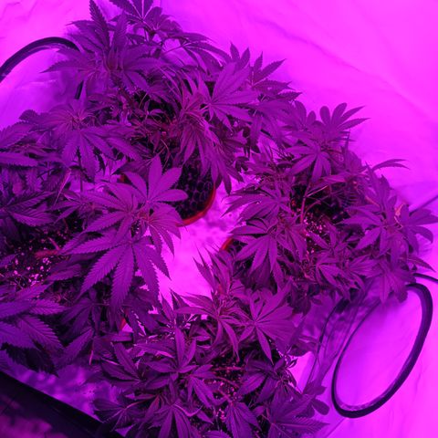 Tropicanna Poison FV by Gólaga growlog timeline photo