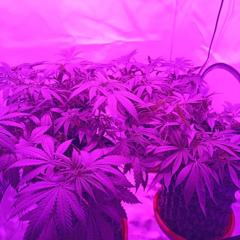 Tropicanna Poison FV by Gólaga growlog timeline photo