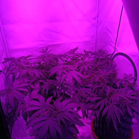 Tropicanna Poison FV by Gólaga growlog timeline photo
