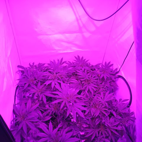 Tropicanna Poison FV by Gólaga growlog timeline photo
