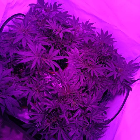 Tropicanna Poison FV by Gólaga growlog timeline photo