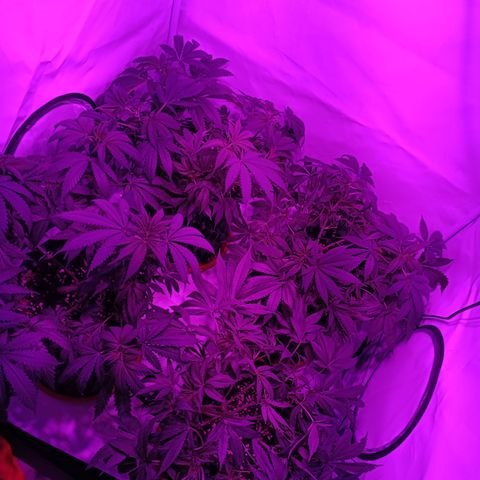 Tropicanna Poison FV by Gólaga growlog timeline photo