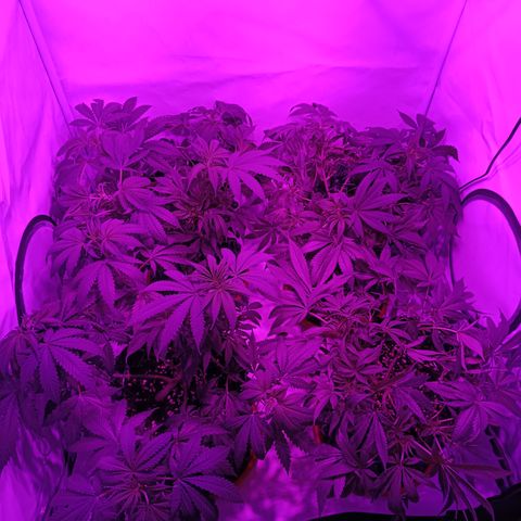Tropicanna Poison FV by Gólaga growlog timeline photo