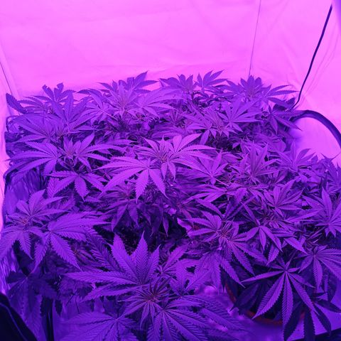 Tropicanna Poison FV by Gólaga growlog timeline photo