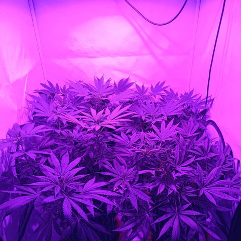 Tropicanna Poison FV by Gólaga growlog timeline photo
