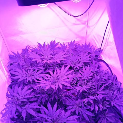 Tropicanna Poison FV by Gólaga growlog timeline photo