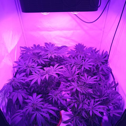 Tropicanna Poison FV by Gólaga growlog timeline photo