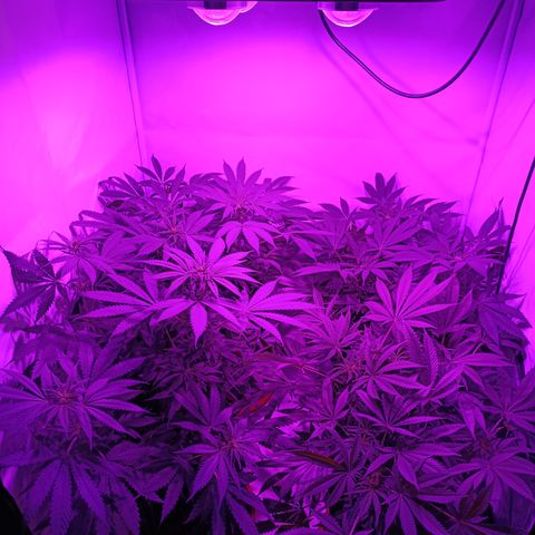 Tropicanna Poison FV by Gólaga growlog timeline photo