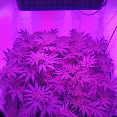 Tropicanna Poison FV by Gólaga growlog timeline photo