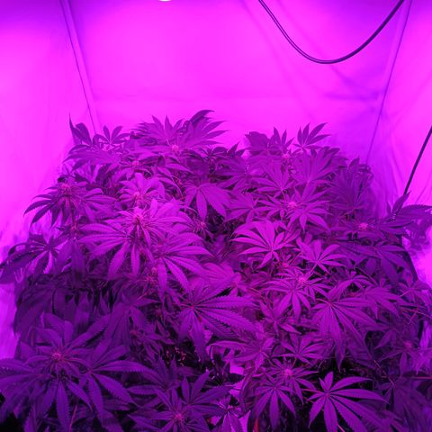 Tropicanna Poison FV by Gólaga growlog timeline photo